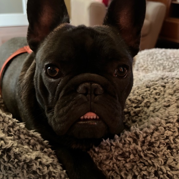 Live Show Notification!!!!!! - Picture 1 of 1